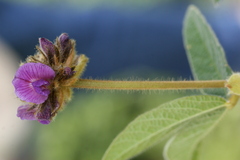 Flemingia nilgheriensis